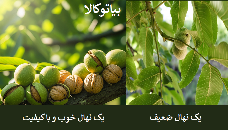 اهمیت انتخاب نهال با کیفیت 